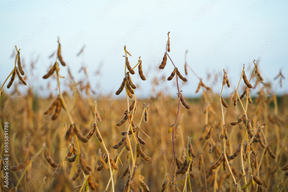 Obraz premium Dry soybean plants in a cultivated farmland field at the end of the growing season. Mature legume crops, sustainable agriculture
