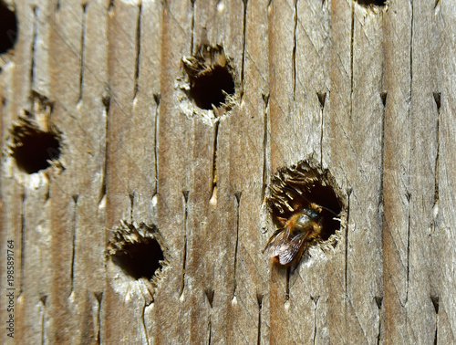 mason bees nesting in a bee hotel
