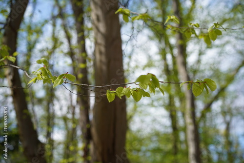 Nahaufnahme frischer grüner Blätter einer Gemeinen Hainbuche (Carpinus betulus) an einem dünnen Ast im Frühlingswald