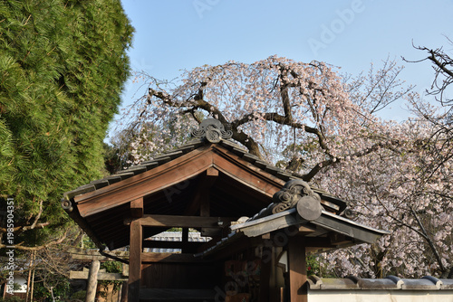 岩屋寺　門とさくら(京都市山科区)