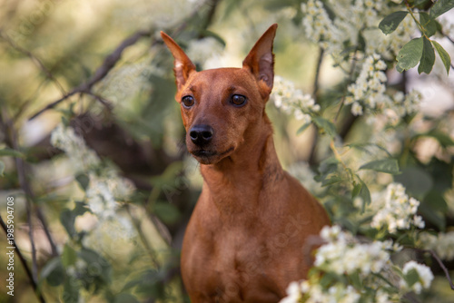 Billede på lærred pincher dog, flower tree