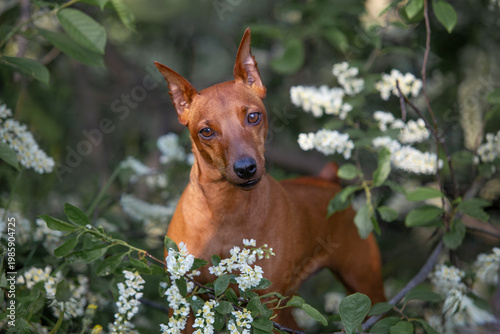 Obraz na plátně pincher dog, flower tree