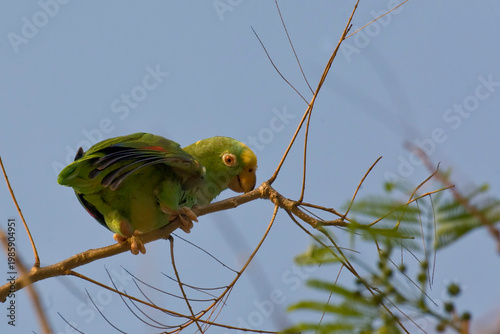 View of Yellow-crowned Parrot, Amazona ochrocephala, perched in tree