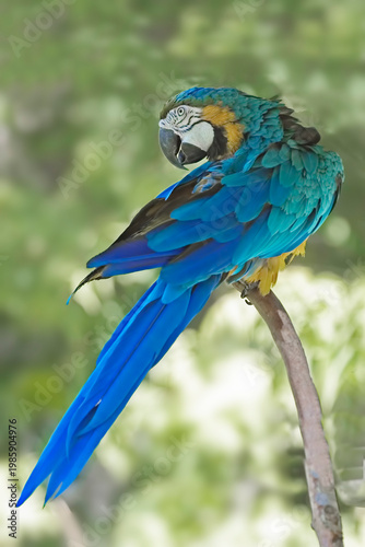 Blue-and-yellow Macaw, Ara ararauna, perched