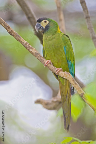View of Golden-collared Macaw, Primolius auricollis, perched