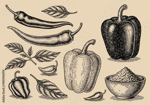 Vintage Hand-Drawn Engraving of Assorted Peppers and Spices Including Chili Bell Pepper Habanero and Spice Bowl Botanical Illustration