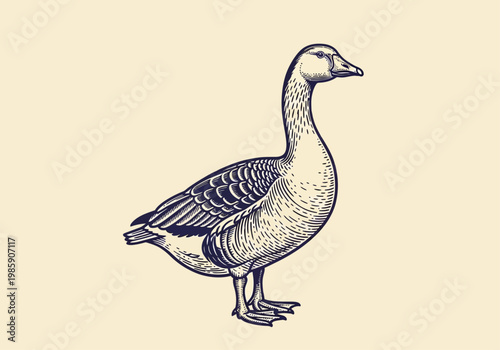 Vintage Goose Illustration - Etched Woodcut Style Bird Engraving on Cream Background