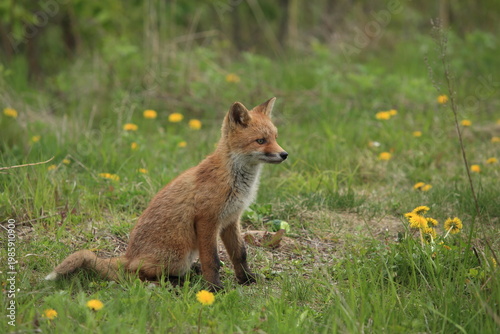 red fox