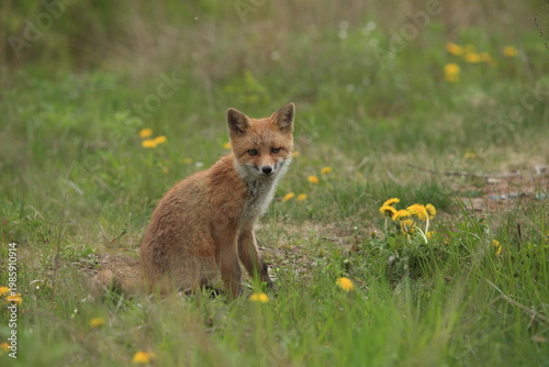 red fox