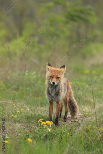 red fox