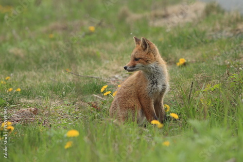 red fox