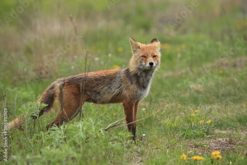 red fox