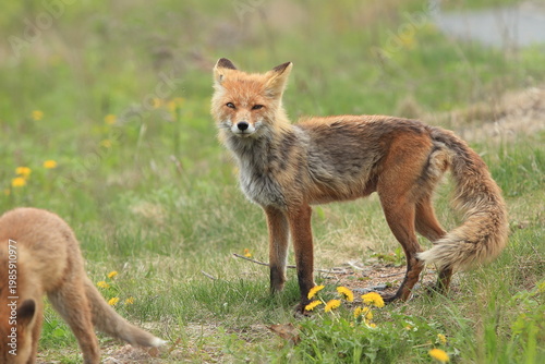 red fox