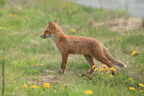 red fox