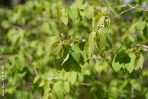Frische grüne Blätter und erste Blütenknospen einer Roten Heckenkirsche (Lonicera xylosteum) im April