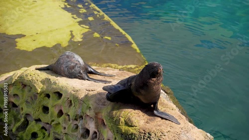 A fur seal near the water