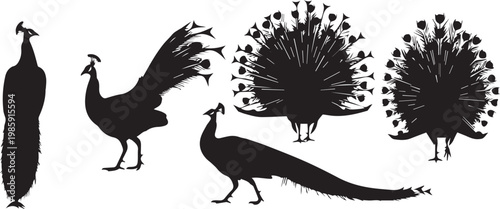 A set of black peacock silhouettes in various poses on a white background