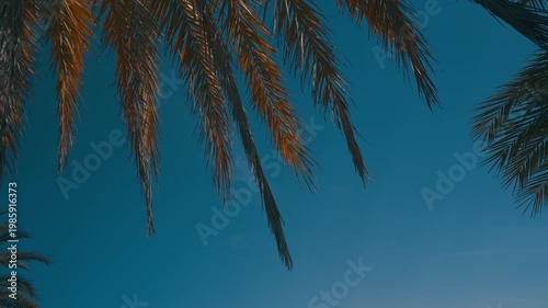 People gather under palm trees in a green park. They chat and laugh as they relax together. Friends share stories while enjoying the warm afternoon sun.