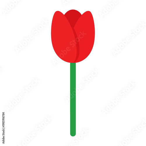 Red Tulip Flower Closeup View.