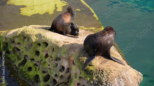 A fur seal near the water