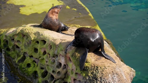 A fur seal near the water