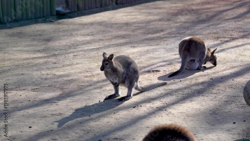 Small kangaroos filmed in frame light