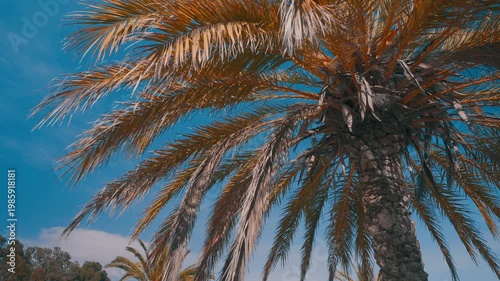 Palm trees move gently in the wind under a blue sky at a California beach. People walk along the shore enjoying the sunny weather and warm sand.