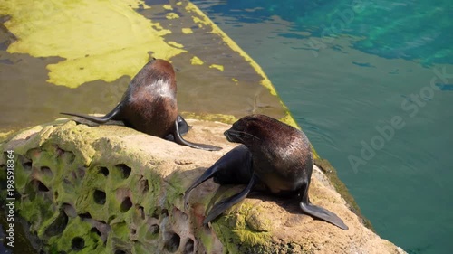 A fur seal near the water