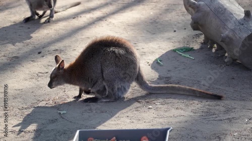 Small kangaroos filmed in frame light
