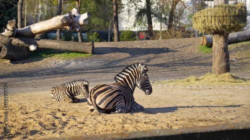 two zebras are sitting on the lawn