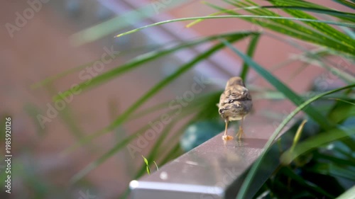 A sparrow bird jumps on the railing