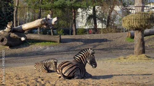 two zebras are sitting on the lawn