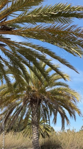 Palm trees move gently in the wind under a bright blue sky. The sun shines on the landscape, and the surrounding area shows hints of greenery and blue waters.