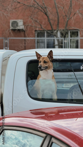 Alert Mixed-Breed Dog Looking Out of White Pickup Truck Window
