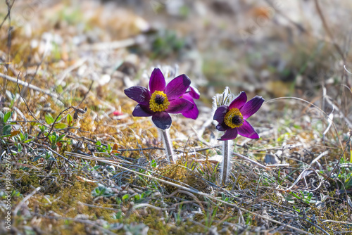 Foto Gewöhnliche Kuhschelle (pulsatilla vulgaris)