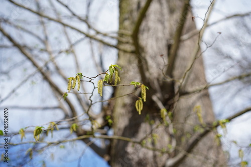 Frische Blätter und hängende Kätzchen einer Europäischen Hopfenbuche (Ostrya carpinifolia) im Frühling