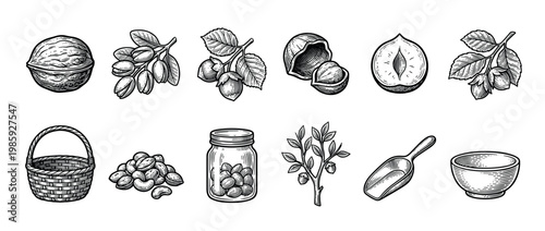 Various hand-drawn engraved nuts and related items are meticulously illustrated in a vintage black and white style, showcasing walnuts, pistachios, hazelnuts, cashews, almonds, a basket, scoop