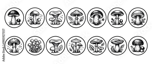 Collection of hand-drawn black and white mushroom illustrations featuring various fungi types within circular frames, depicted with intricate line art and rustic charm