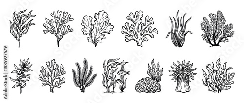 Collection of hand-drawn seaweed illustrations and marine life elements in a black and white sketch style, featuring various algae, coral, sea anemone, and a small fish