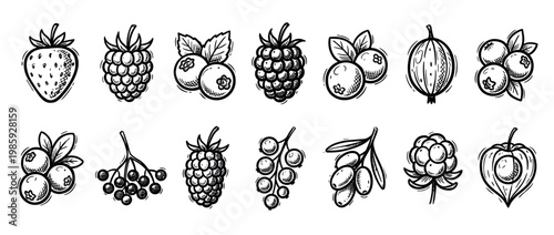 Set of hand-drawn berry illustrations including strawberry, raspberry, blueberry, and currant in a black and white vintage sketch style for food and nature design