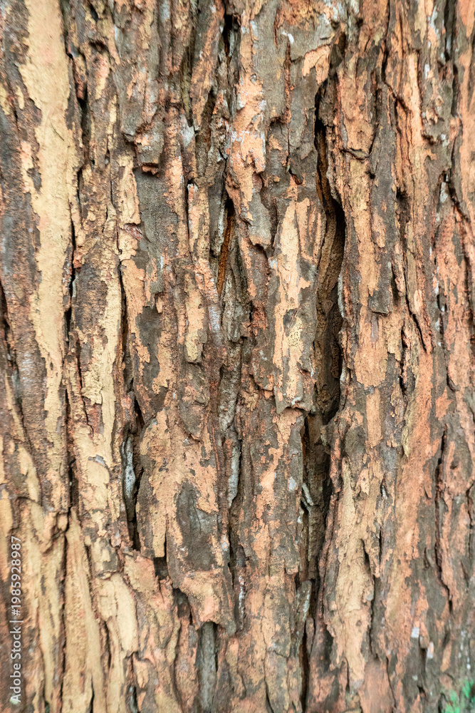 Obraz premium The texture of a mature tree trunk. The bark has deep, longitudinal grooves that create a rough, textured surface.