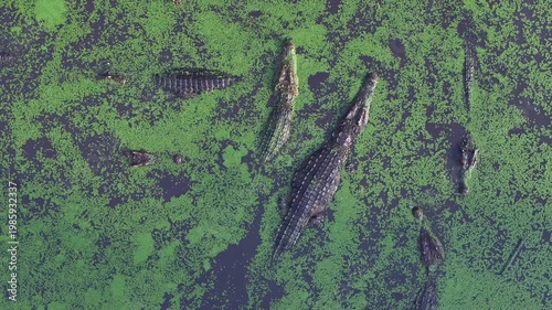 Many crocodiles are waiting for a Food. Feeding crocodiles with raw meat on the farm. Aerial Drone Shot WIldlife.