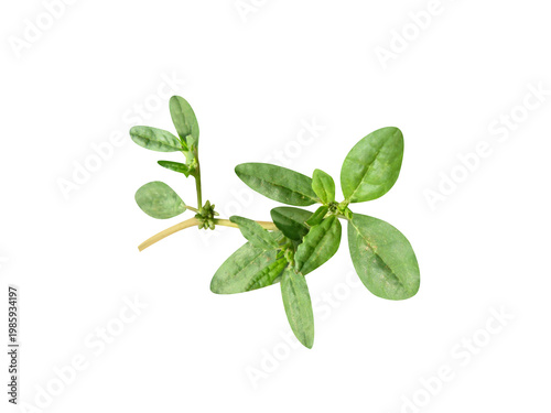 Zalea Decandra or Azalea Decandra plant with flower isolated on a white background