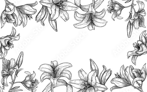 Lily flower black and white vector frame. Hand drawn botanical outline illustration with floral border for wedding invitation or greeting card. Decorative ink sketch design element with lily.
