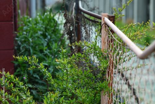 古いフェンスと伸びた植物