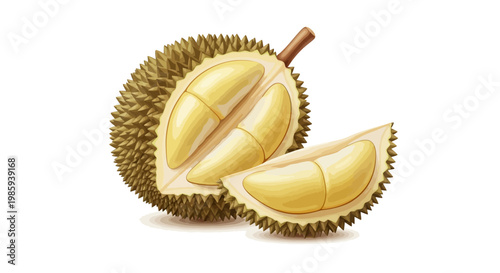 Detailed digital illustration of a halved durian fruit with a separate slice, showcasing its creamy yellow flesh and spiky outer shell, set against a clean white background with bright
