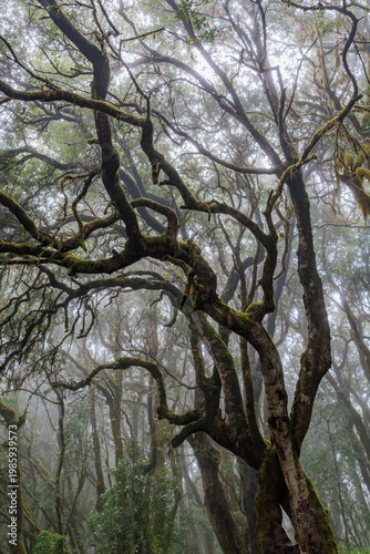 Mystical laurel forest in the mist of Garajonay National Park, La Gomera, ancient mossy trees with twisted branches in a foggy fairytale atmosphere, Canary Islands, Spain