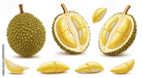 Illustration of durian fruit cut in half and whole set against a white background in a realistic style with bright, vibrant colors, showing the spiky exterior and creamy yellow pulp