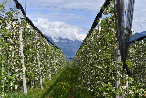 Apfelblüten und Berge bei Tisens in Südtirol 