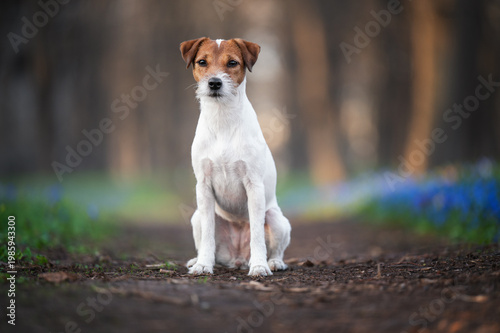 Foto Parson Russell Terrier dog sitting on the footpath in park with spring blue scil